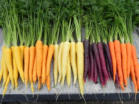 Variety Highlights A Rainbow Of Carrots Osborne Seed Company Variety