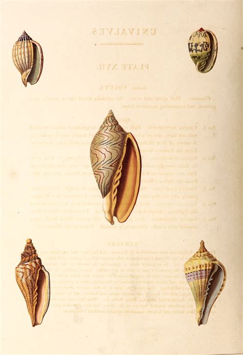 Conchology Or The Natural History Of Shells Stunning 19th Century