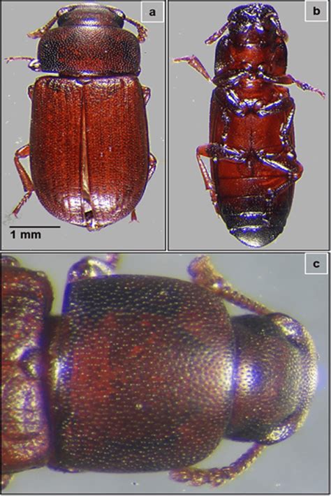 The Red Flour Beetle Tribolium Castaneum A Dorsal View Showing The