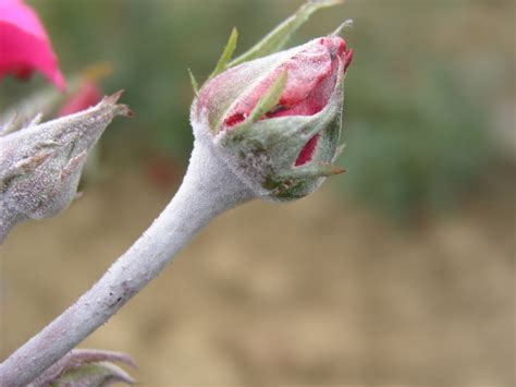 Oïdium — traitements bio : comment traiter l oidium sur les rosiers - Agencement de ...
