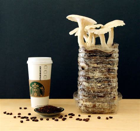How To Grow Your Own Mushrooms From Recycled Cardboard And Coffee