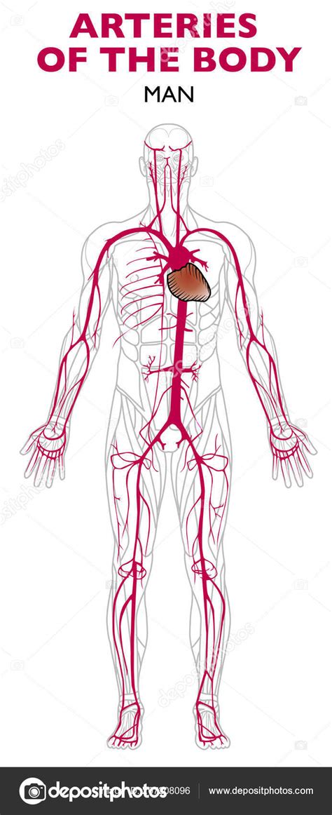 Arterias Arterias Do Corpo Humano Corpo Humano Sistema Linfatico Porn
