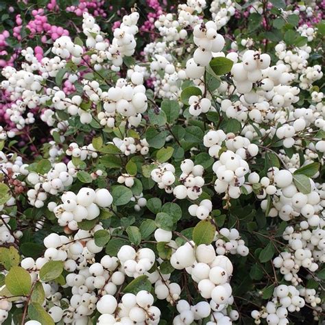 Snowberry Crocus Flower Hedge Deer Resistant Plants Evergreen Garden
