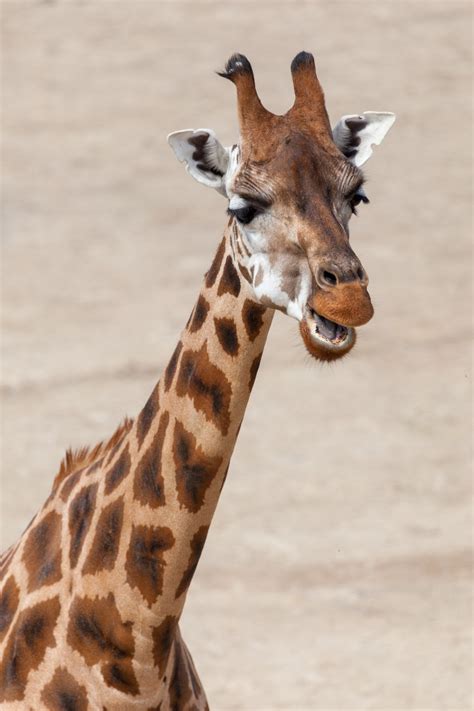 Giraffe Portrait Free Stock Photo Public Domain Pictures