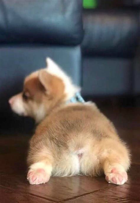 What Is A Sploot And Why Do Dogs And Cats Do It Pethelpful