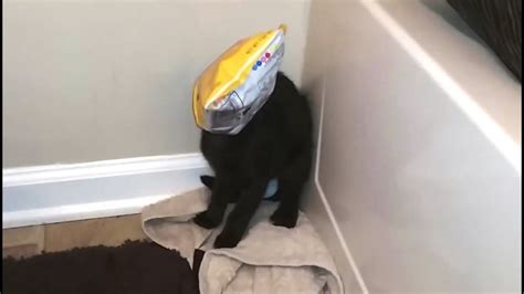 Cat Gets His Head Stuck In A Box His Next Action Had Me Laughing And