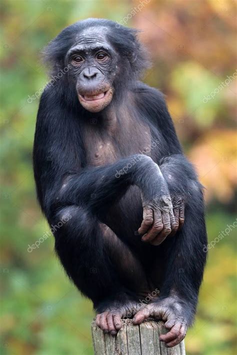Jimos sims 345.131 views6 year ago. Bonobo Affen in Natur Lebensraum — Stockfoto © EBFoto ...