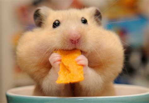 Hamster Hd Wallpaper Background Image 2048x1425 Id