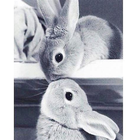 Bunny Kisses Aspiredelegance Animalkiss Animalkisses Kiss Love