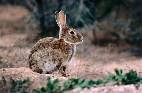 How European Rabbits Took Over Australia National Geographic Society