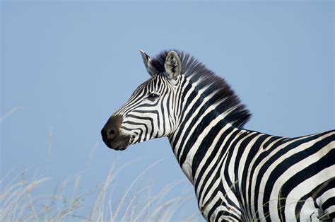 Plains Zebra Stallion Equus Quagga Photograph By David Tipling