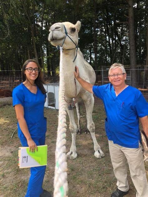 11 thoughts on what do you call a three humped camel? Farm Calls and Large Animal Services in Lumberton, NC ...