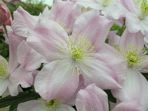 We did not find results for: Clematis montana group ... www.clematis.be...