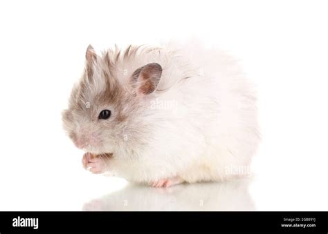 Cute Hamster Eating Cheese Isolated White Stock Photo Alamy