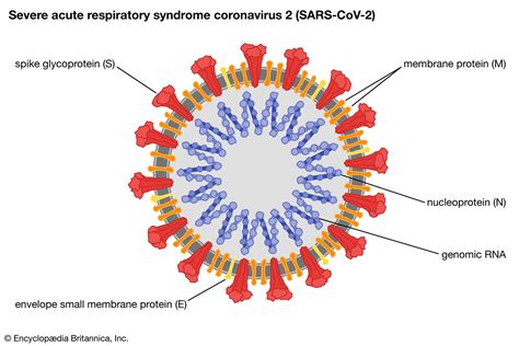 Coronavirus Definition Features And Examples Britannica