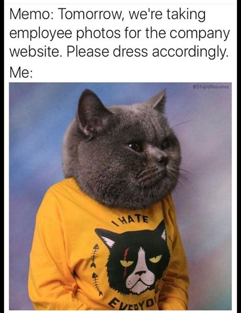 Office Photo Shooting Funny Animals Funny Animal Memes Funny Cat Memes