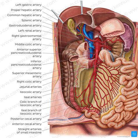 Blood Supply And Anatomy Of The Upper Abdominal Organs With A My Xxx Hot Girl