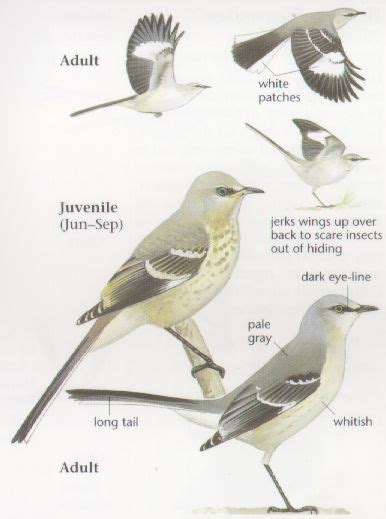 Pin On Birds