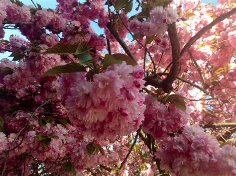 Such beauty....Cherry Tree. Nelson, BC. Canada | Open sky, National ...