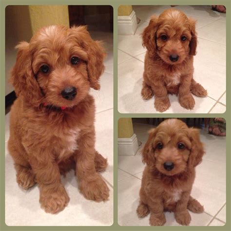 Goldendoodle coats come in three different varieties: 1000+ images about Puppy Fever on Pinterest | Spaniels ...