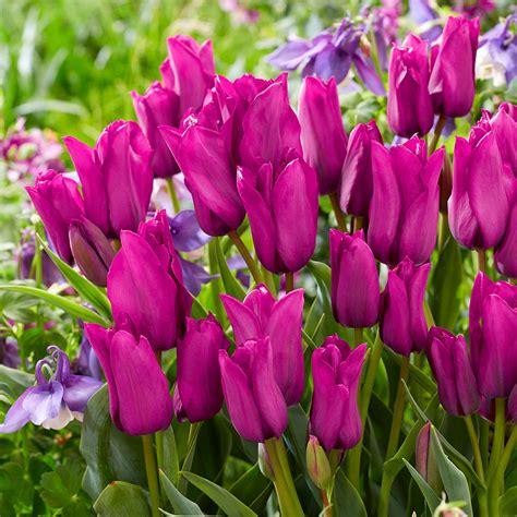 Tulip Purple Bouquet Garden Offers