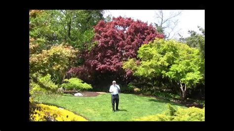Best Trees For Small Garden Spaces Japanese Maples Youtube