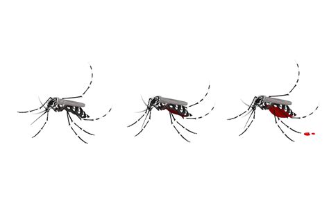 Mosquito Aedes Png Vector Psd And Clipart With Transparent