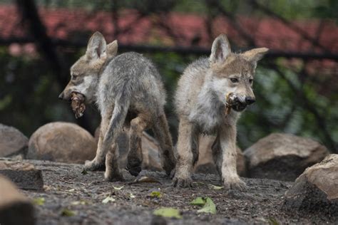 Mexican Wolf Breeding Program Gets Boost From Zoo Ap News