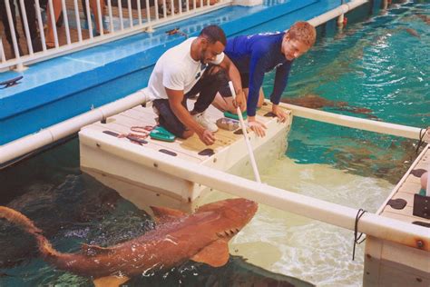 Shark Care Experience Clearwater Marine Aquarium