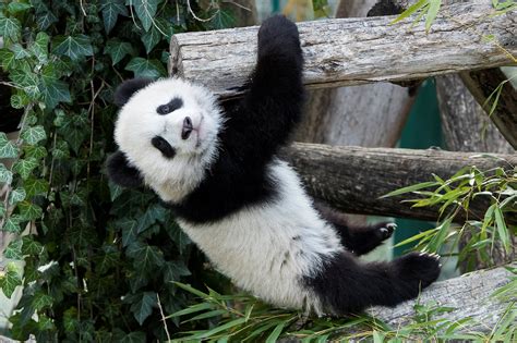 Why Are Pandas Black And White California Biologists Have A New Theory The Washington Post