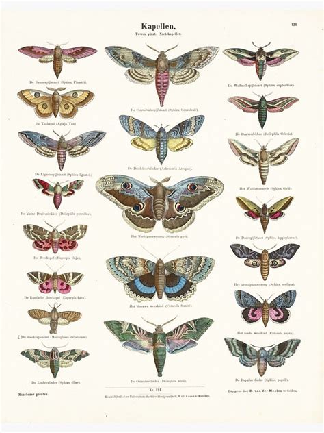 Vintage Moth Chart Sticker By Vintage Wall Art Vintage Wall Art Moth