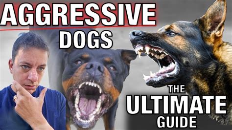 How To Stop Dog Aggression For Everyday People The Ultimate Guide