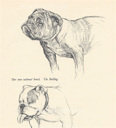 1938 Kf Barker Bulldog 2 Sided Original Vintage Print Etsy