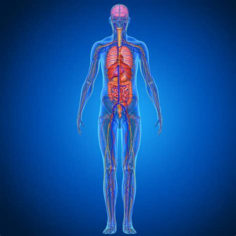 Humanarmbones Anatomy Organs Anatomy Bones Human Body