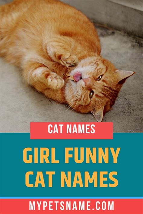 Girl Funny Cat Names Cat Names Funny Cats Funny Cat Names