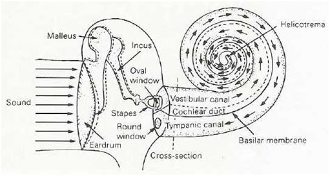Auditory Perception