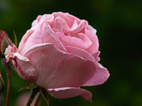 Pink Rose Close Up Royalty Free Photo