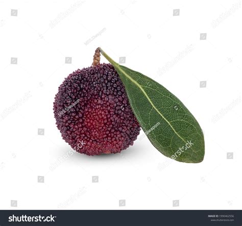 Waxberry Isolated On White Background Stock Photo 1990462556 Shutterstock