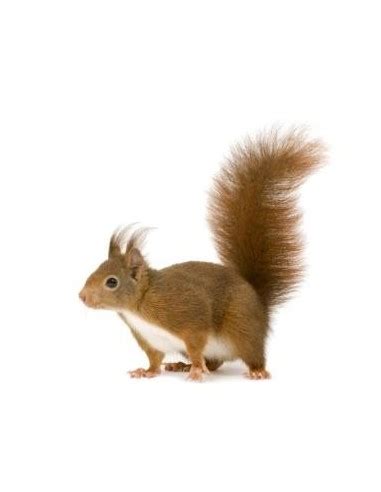 Envie de devenir soigneur animalier ? Fichier emails du secteur animalier, éleveurs d'animaux en ...