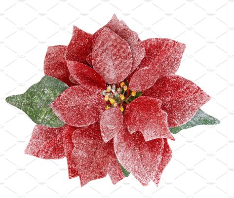 Red Christmas Flower Poinsettia By Liligraphie On Creativemarket Red