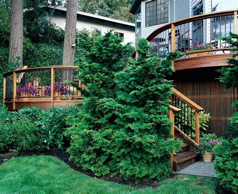 10 Best Evergreen Trees For Privacy And Year Round Greenery Evergreen