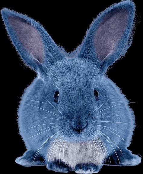 Contact Us Iscream Team Blue Bunny Bunny Book Blue Bunny Ice Cream