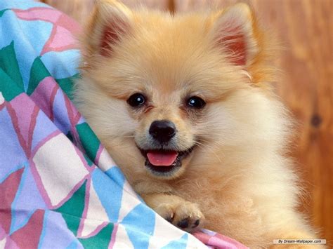 Beautiful Wallpapers Great Wallpapers Dog Wallpapers