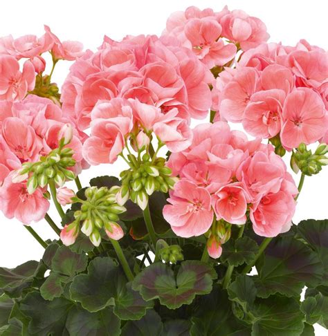Geranium is a genus of 422 species of annual, biennial, and perennial plants that are commonly known as geraniums or cranesbills. Geranium Survivor Mixed - Pohlmans - Phone 07 5462 0477