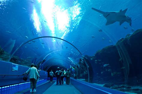 Georgia Aquarium A Világ Egyik Legnagyobb Akváriuma Érdekes Világ
