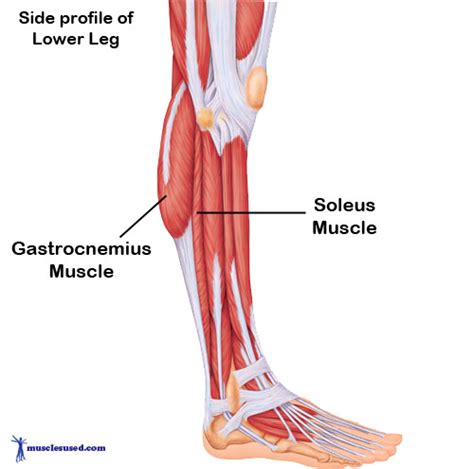 Adica Massage Clinic Gastrocnemius And Soleus Muscle Nicole Gillett