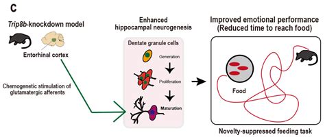 Ijms Free Full Text The Entorhinal Cortex And Adult Neurogenesis In