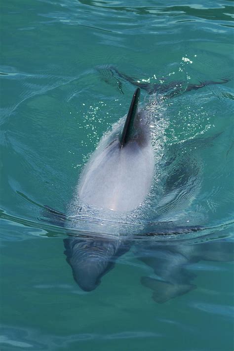 Hectors Dolphin Cephalorhynchus Photograph By David Wall Pixels