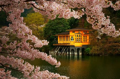 Cherry Blossom Trees Spring Lake Flowers Japan