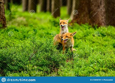 Red Fox Vulpes Vulpes Adult Fox With Young Czech Republic Stock Image